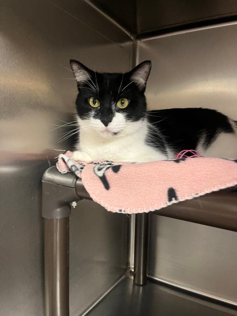 Lyra - Domestic Short Hair