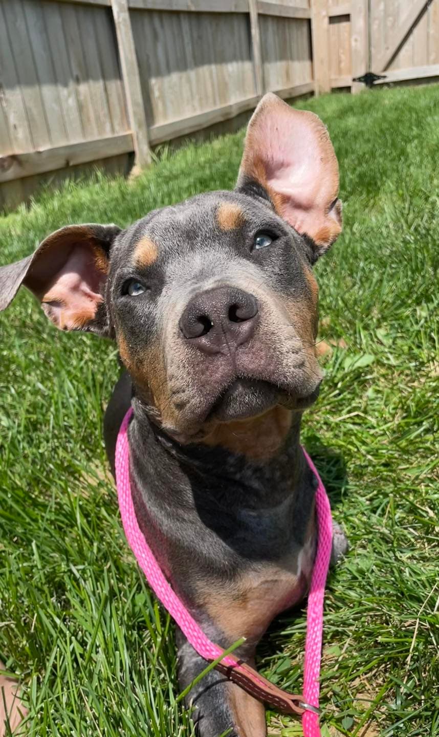 Kenny - Pit Bull Terrier