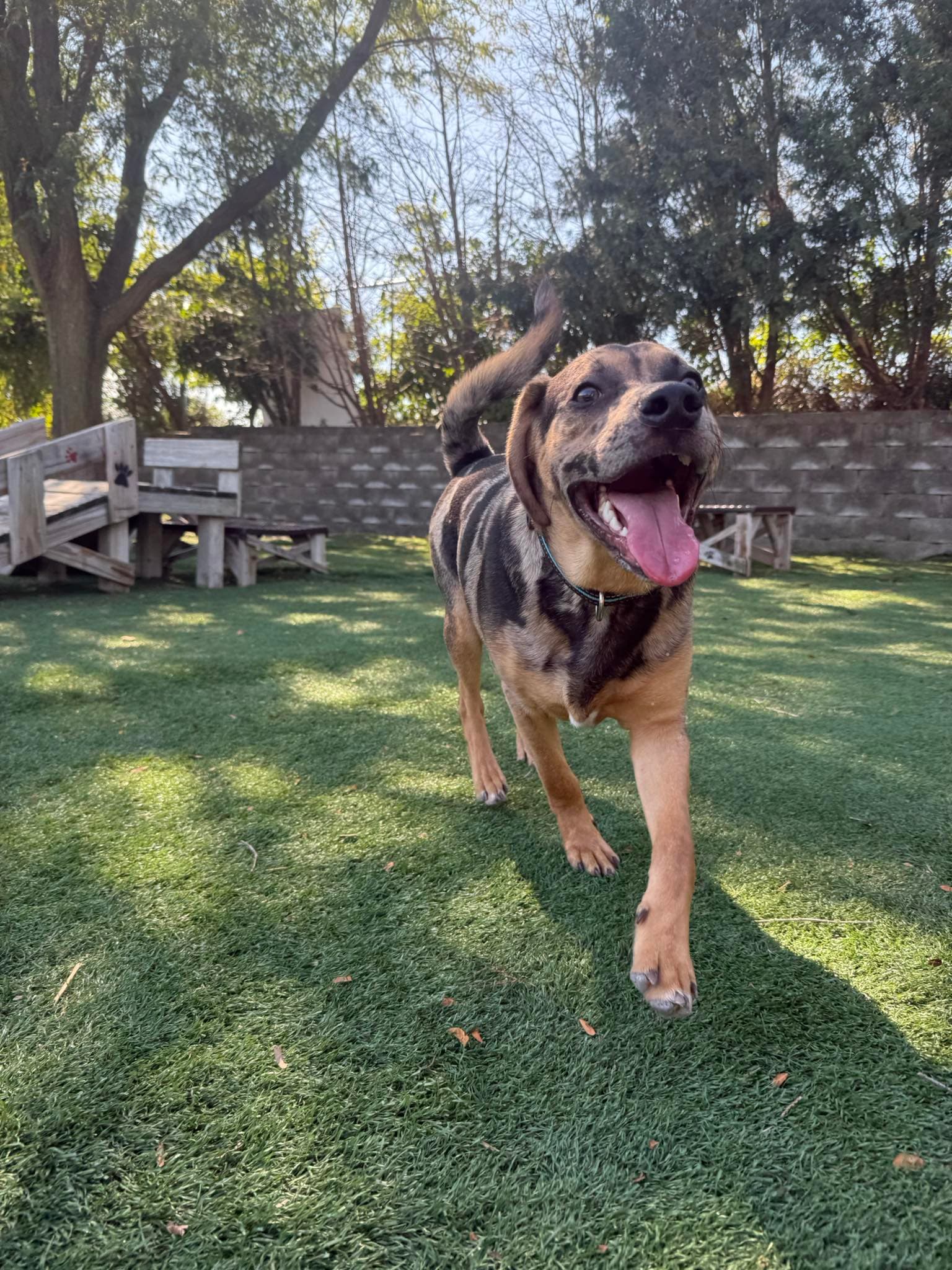 Pudge - Hound