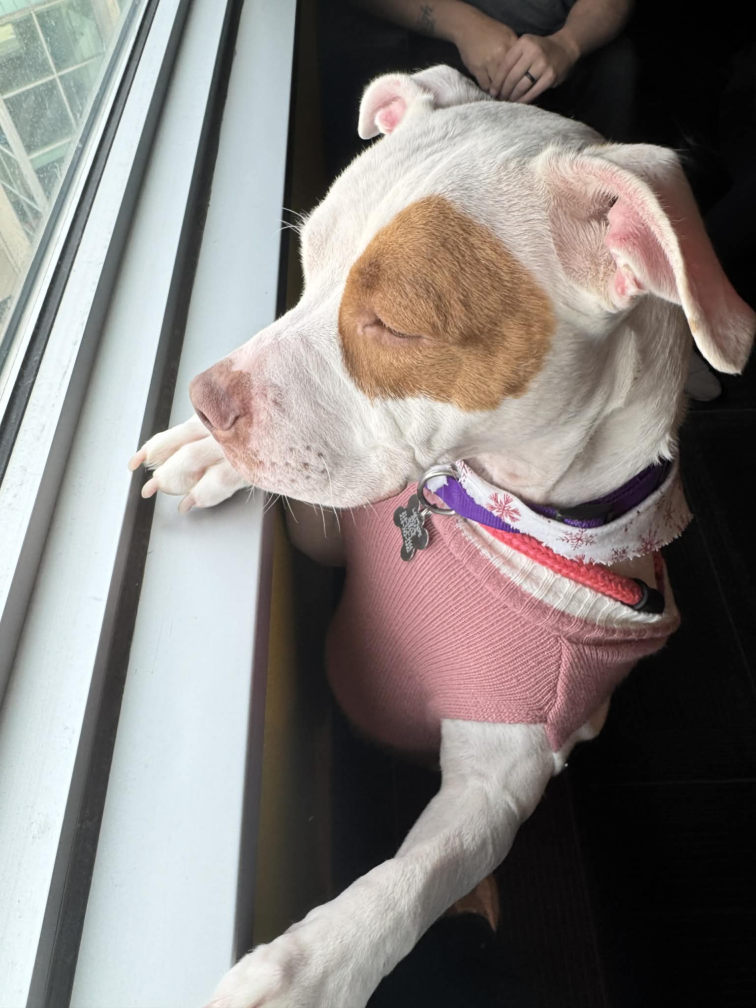 Stevie - Pit Bull Terrier