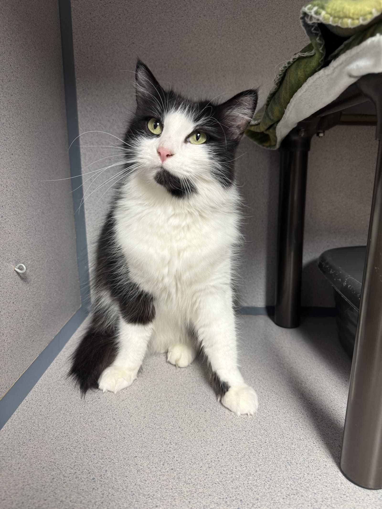 Gemini - Domestic Long Hair