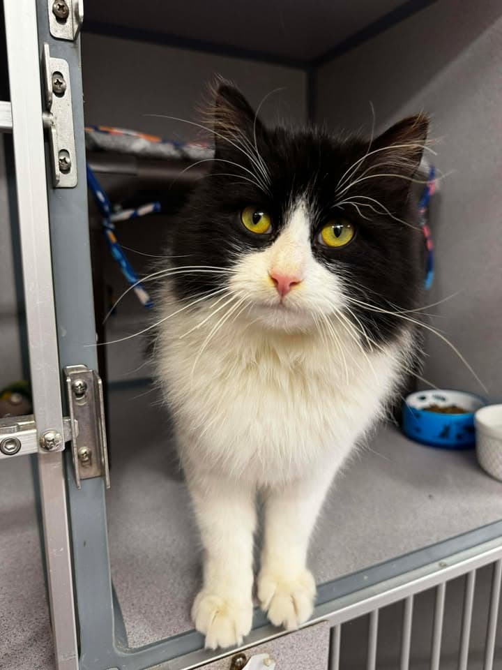 Batman - Domestic Long Hair