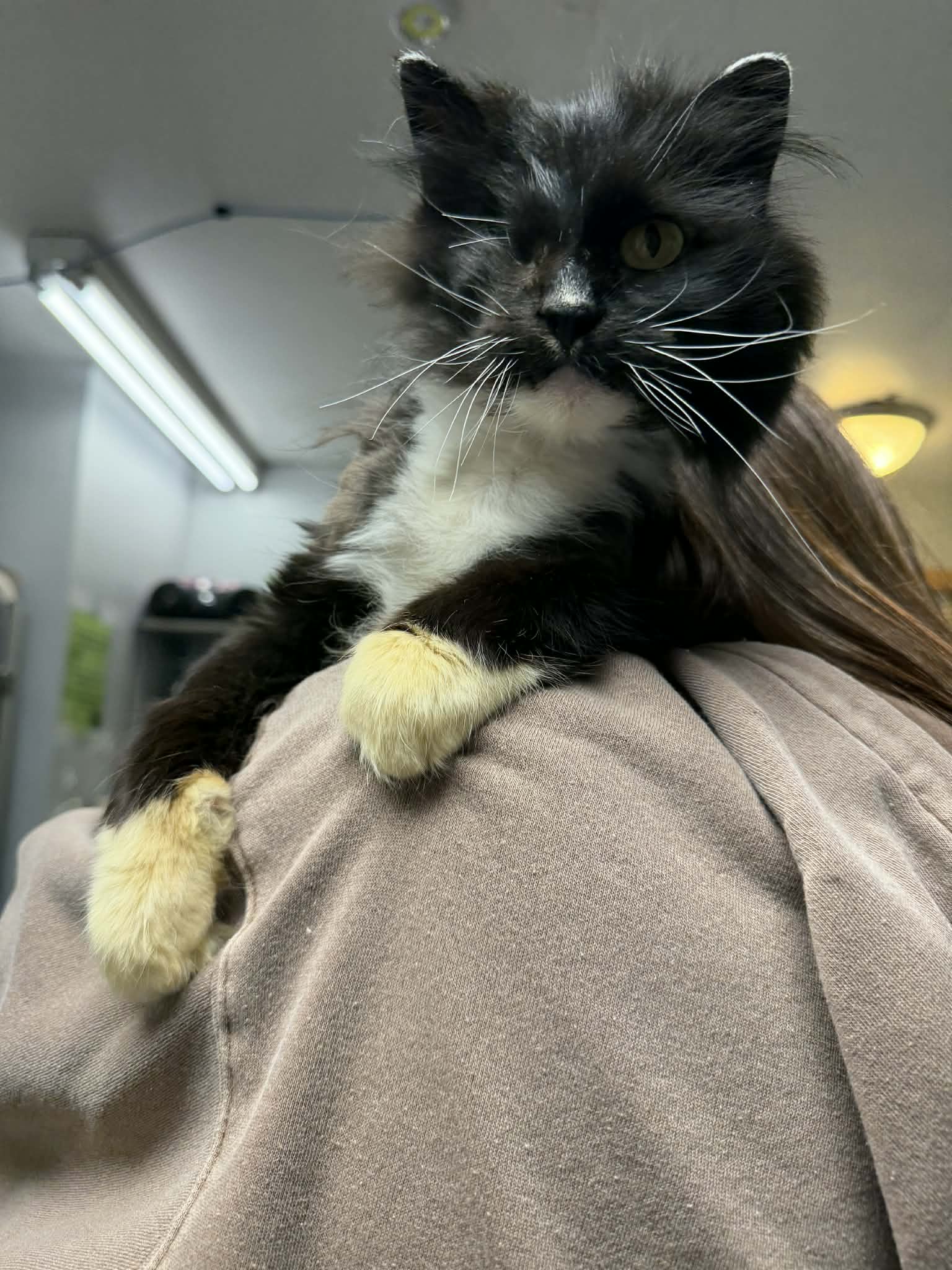 Martha Wayne - Domestic Long Hair