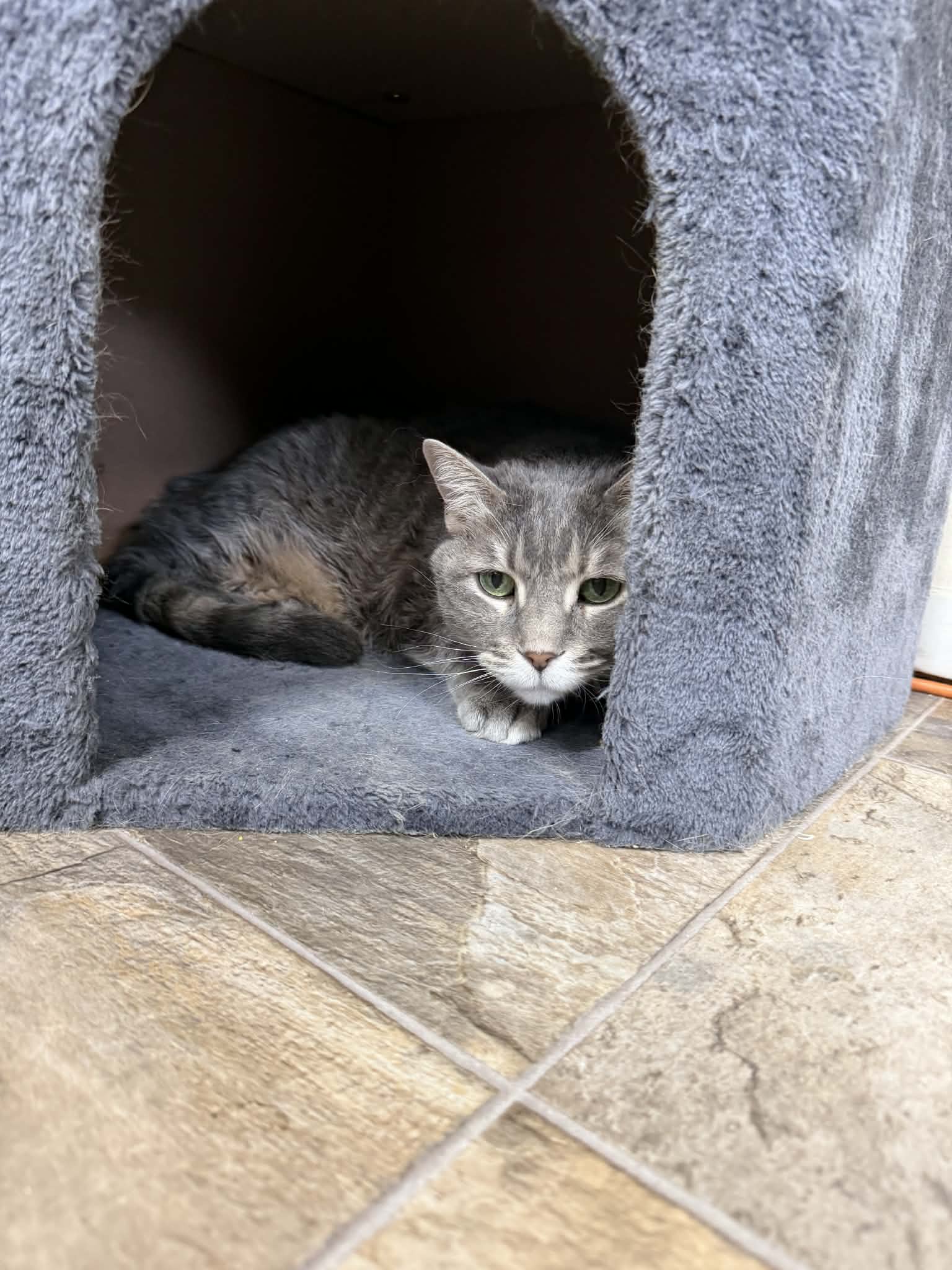 Bella - Domestic Short Hair