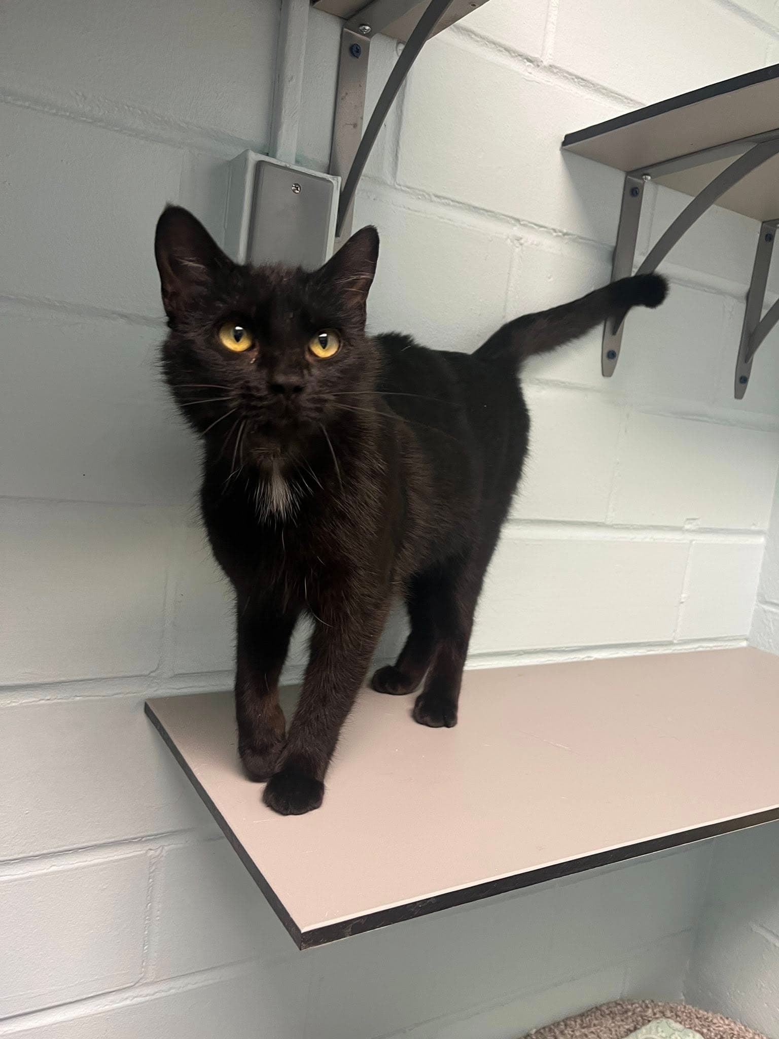 Robin - Domestic Short Hair