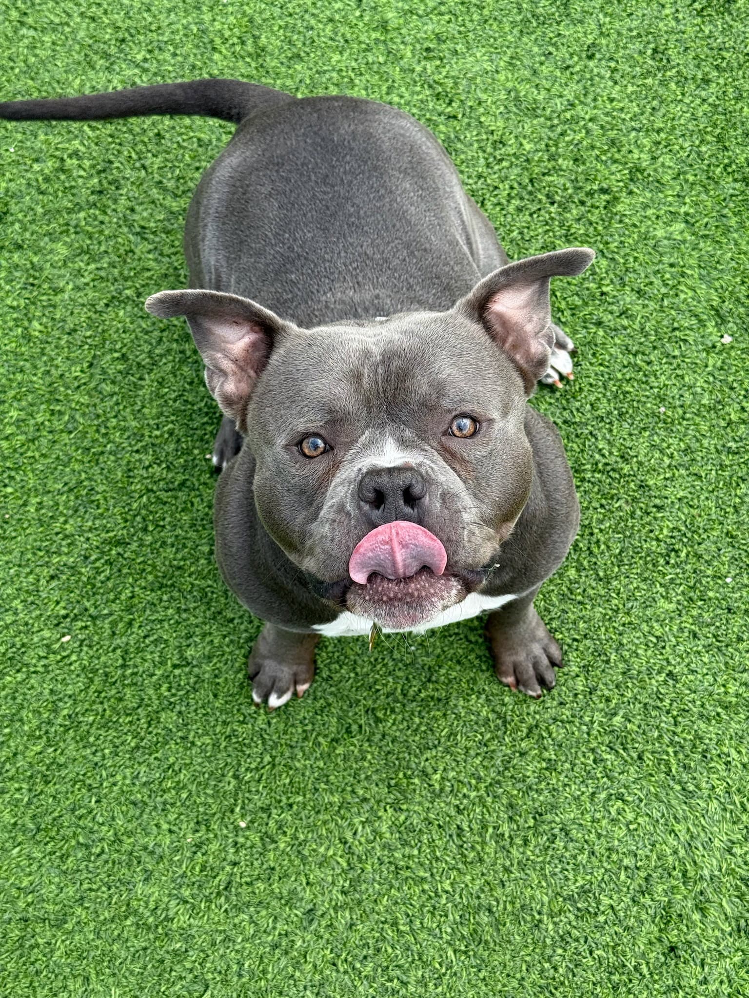 Cain - American Bulldog
