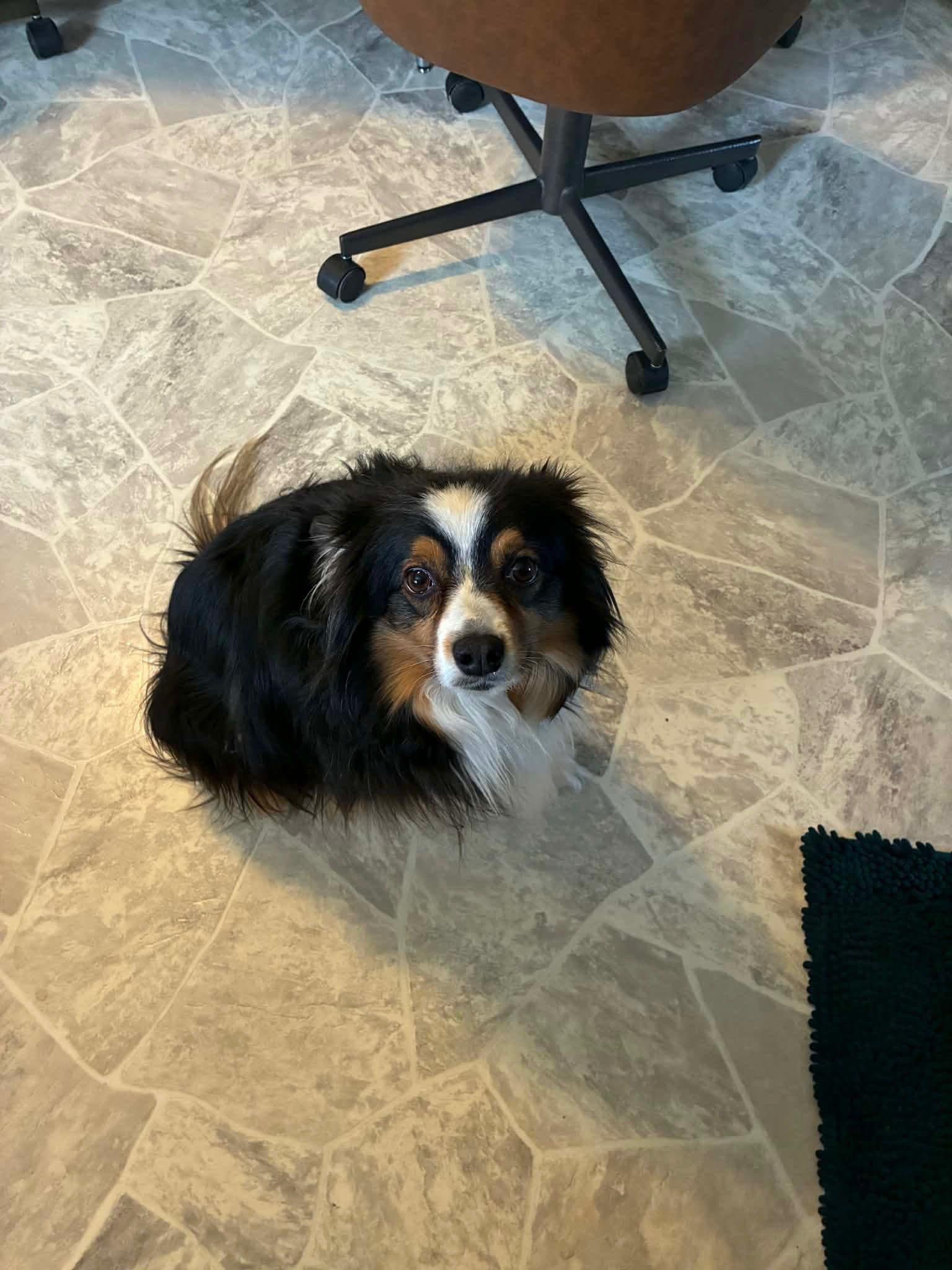 Bow - Australian Shepherd