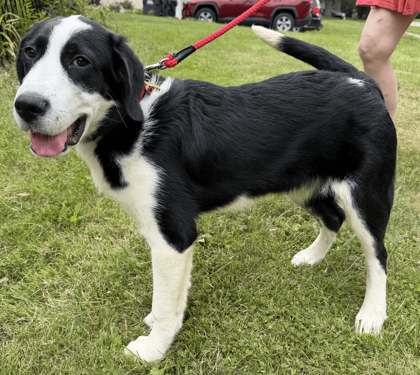 Zip - Border Collie