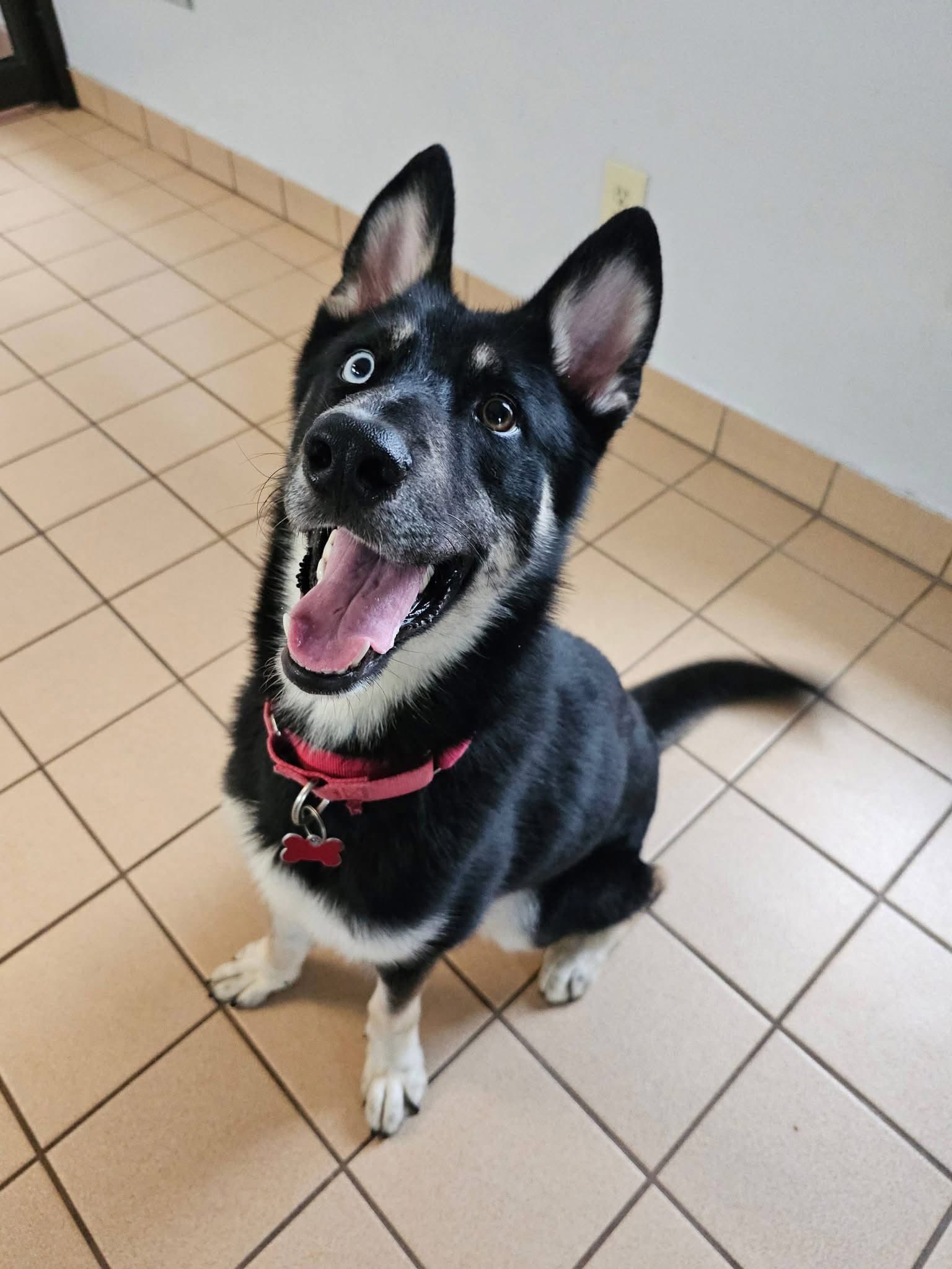 Sonic - Husky
