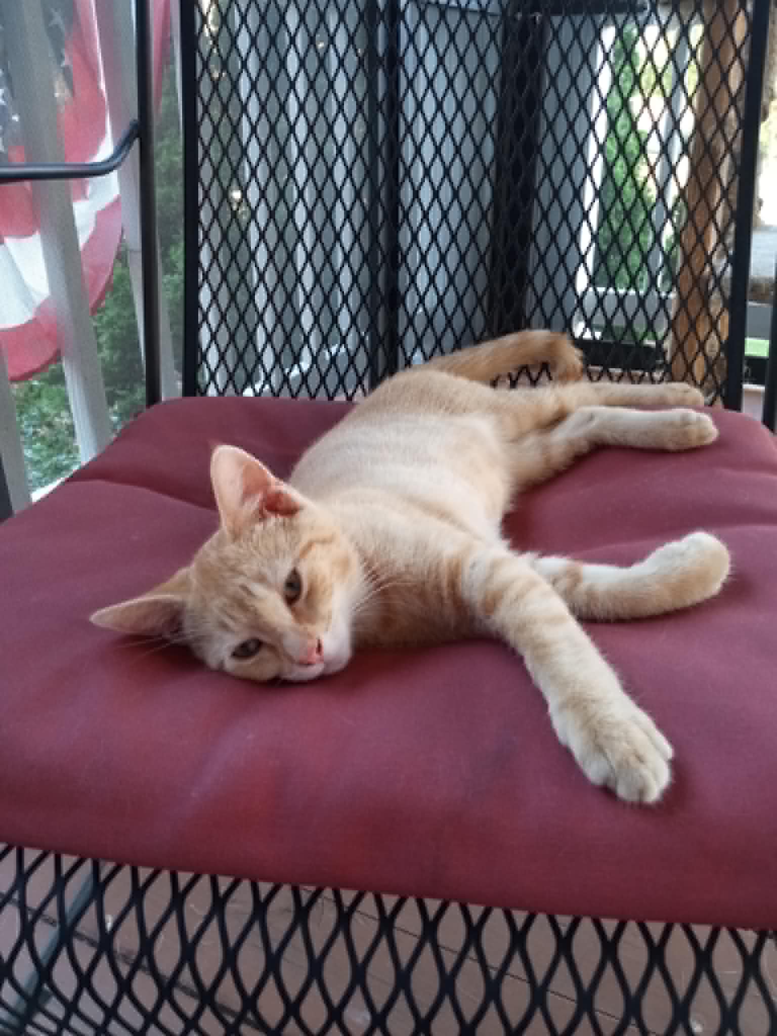 Lilly - Domestic Short Hair
