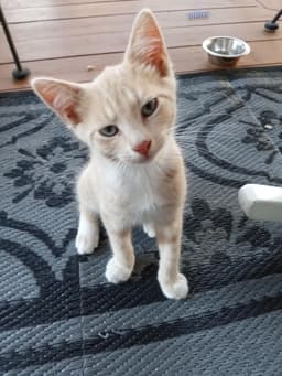 Oliver image 1