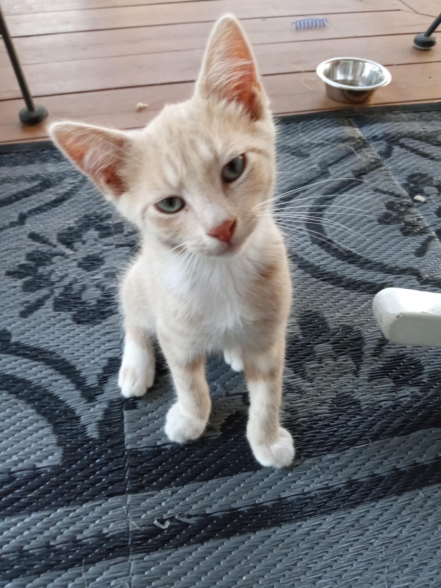 Oliver - Domestic Short Hair