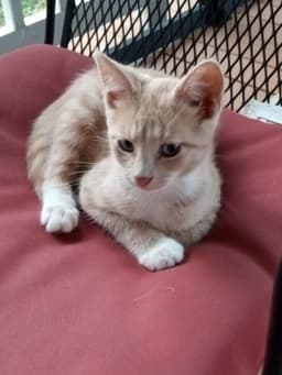 Oliver image 2