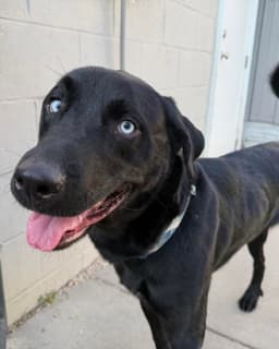 Toby image 1