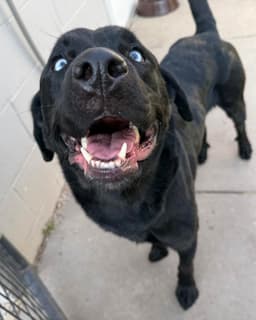 Toby image 3