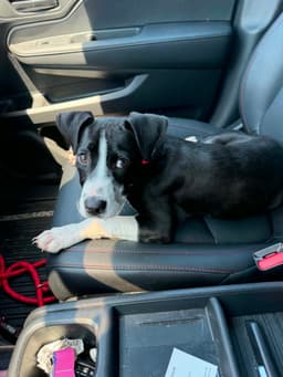 Bogey image 2
