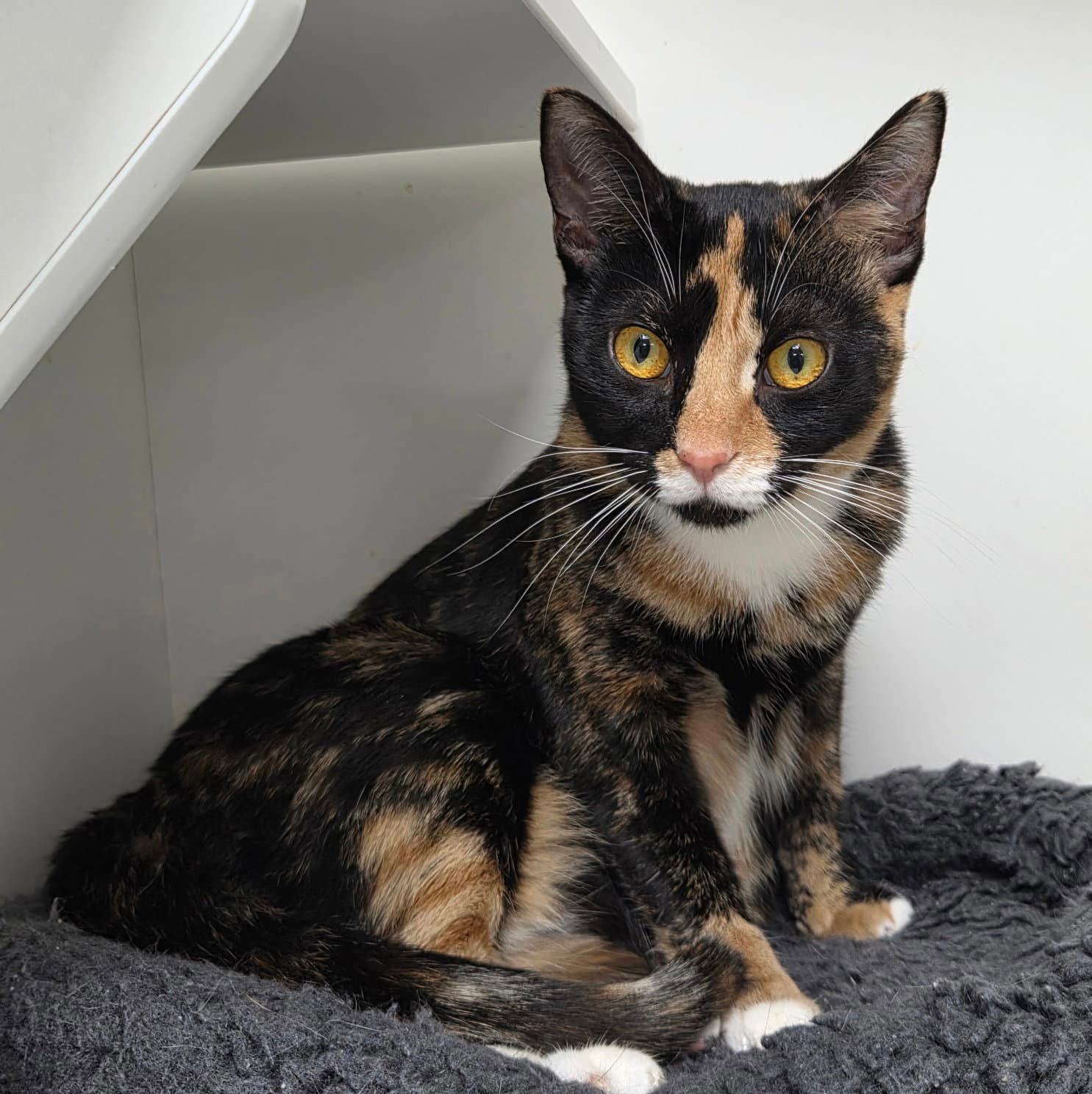 Takini - Domestic Short Hair