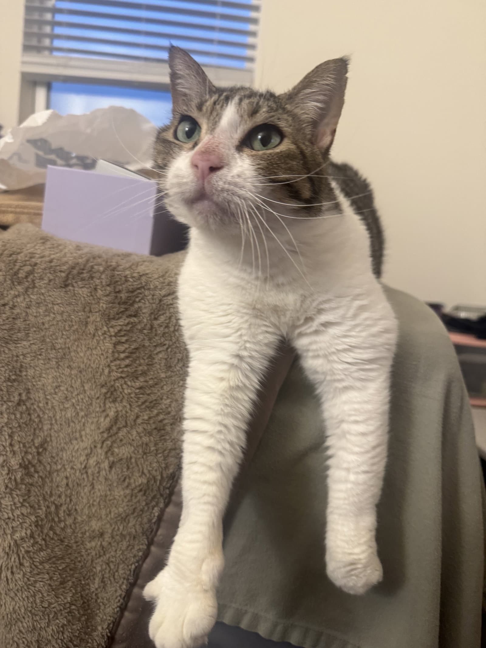 Lady Byrd - Domestic Short Hair