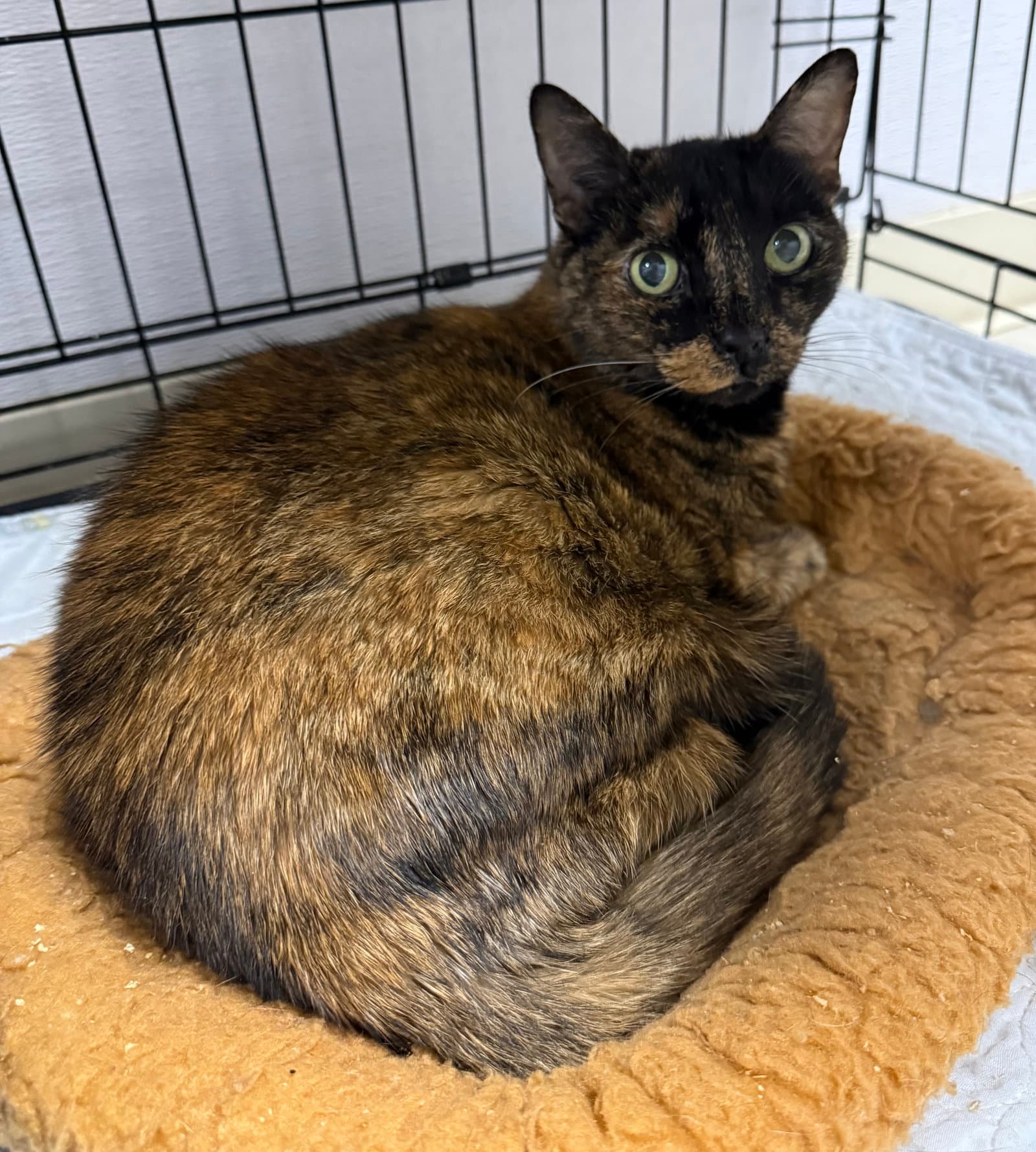 Cove - Domestic Short Hair