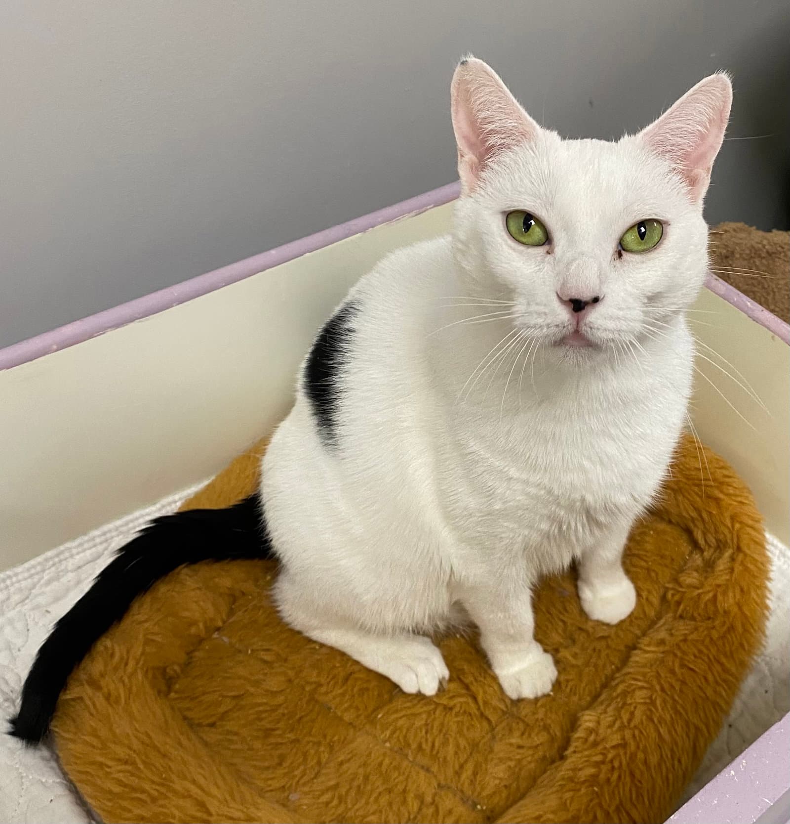 Wild Card - Domestic Short Hair