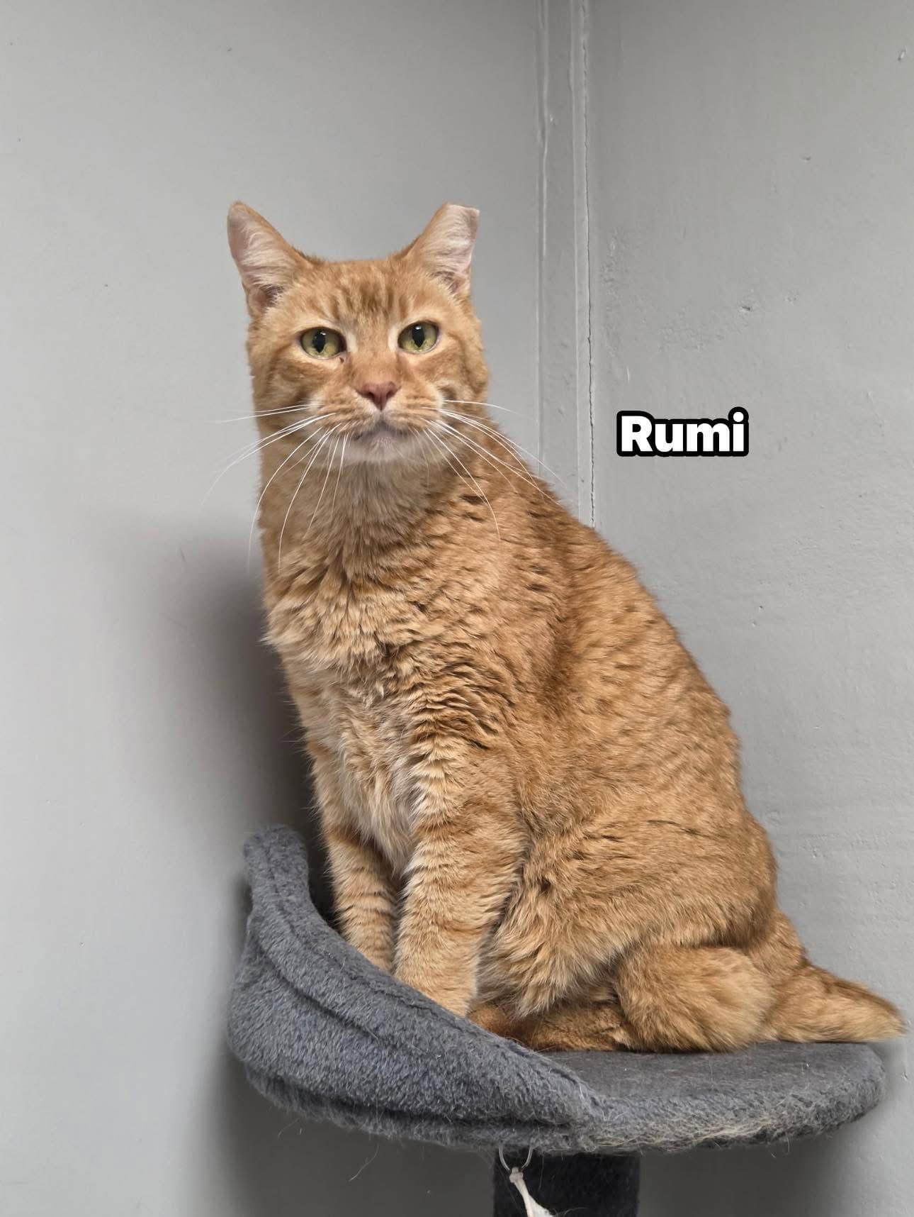 Rumi - Domestic Short Hair