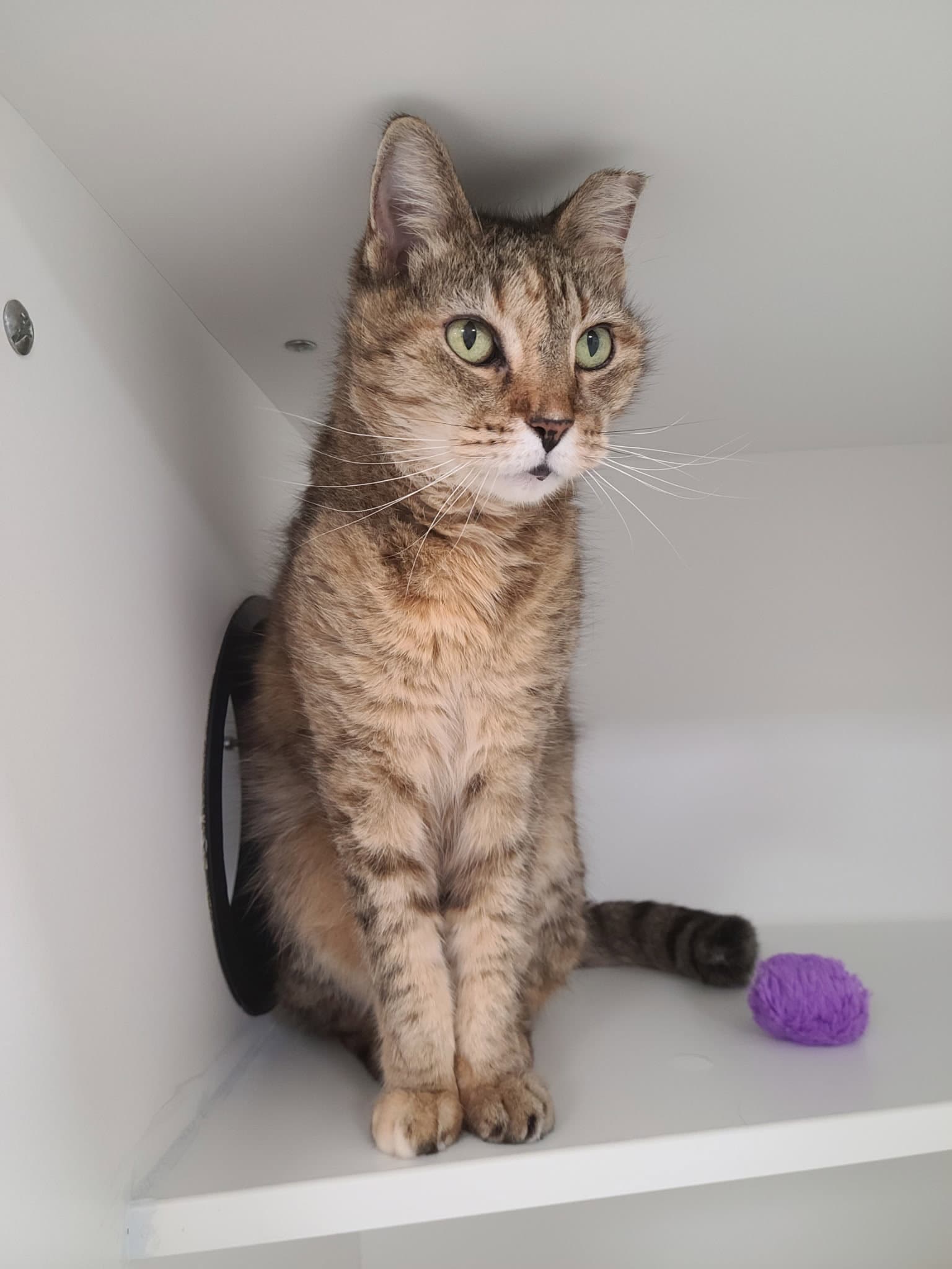 Grams Cc - Domestic Short Hair