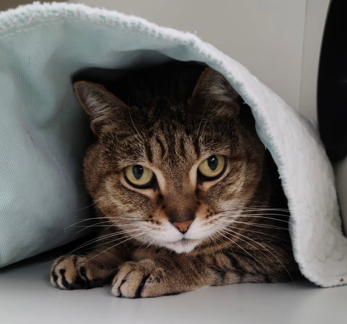 Brea - Domestic Short Hair