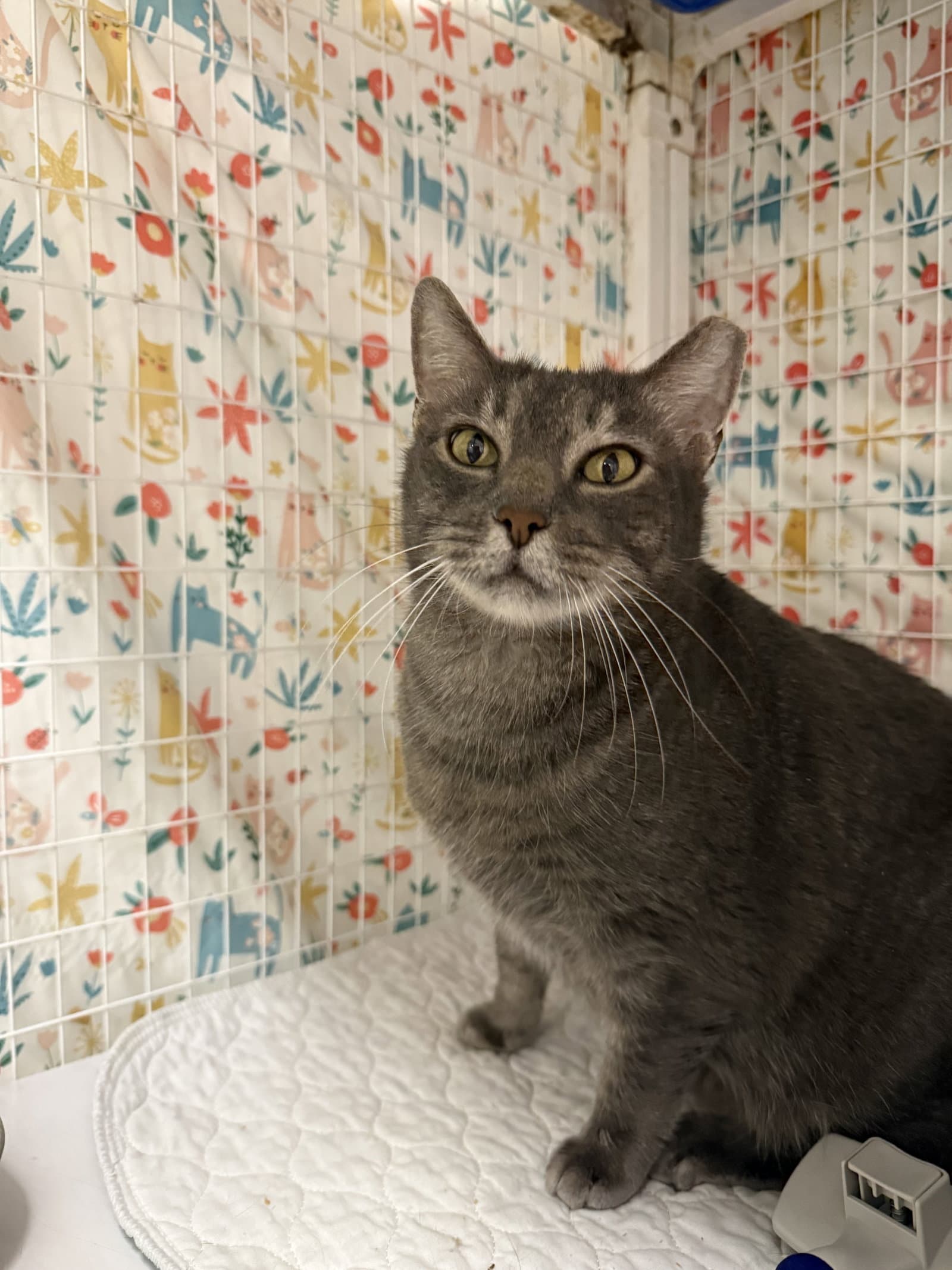 Gloop - Domestic Short Hair