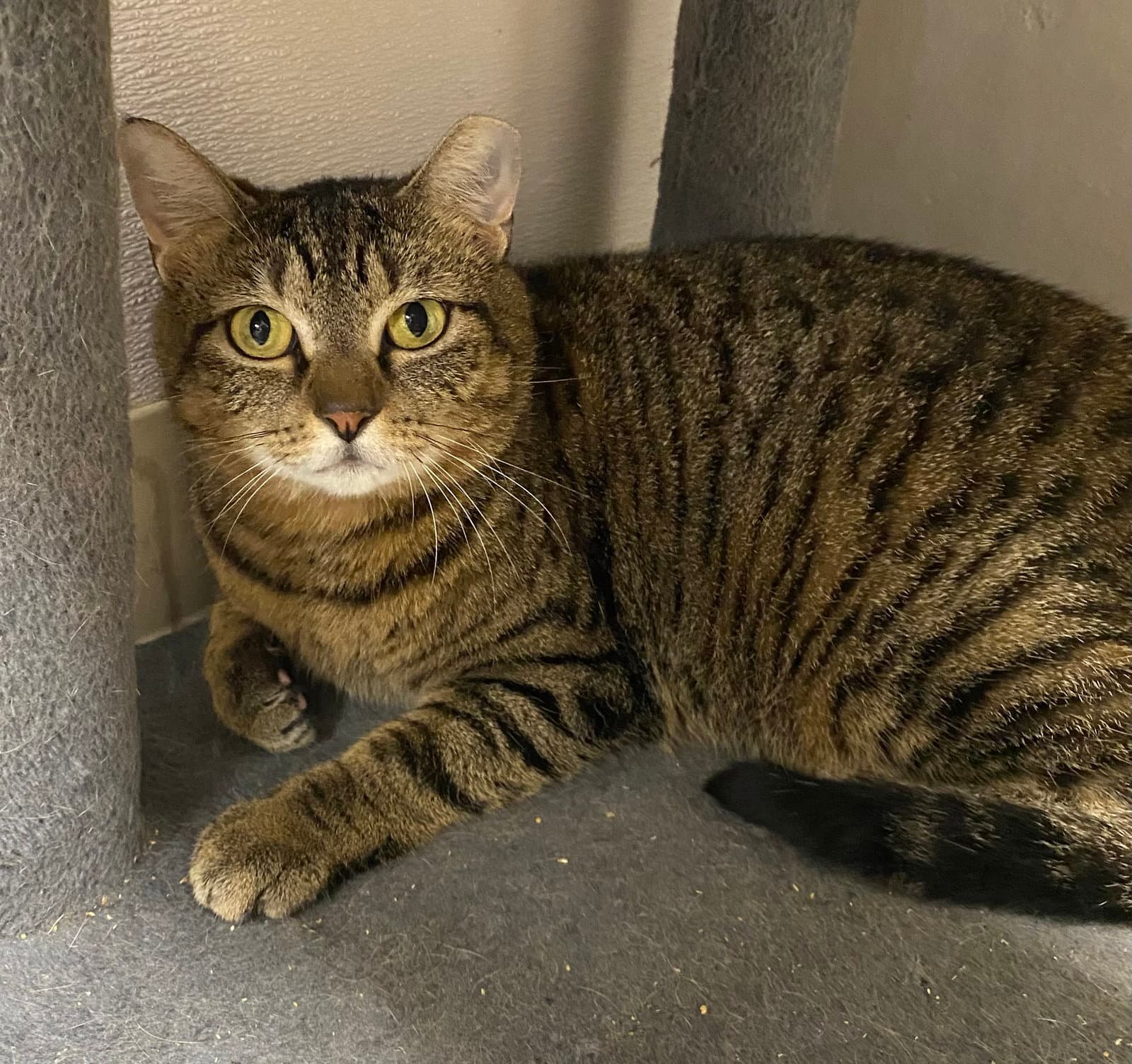 Sughra - Domestic Short Hair