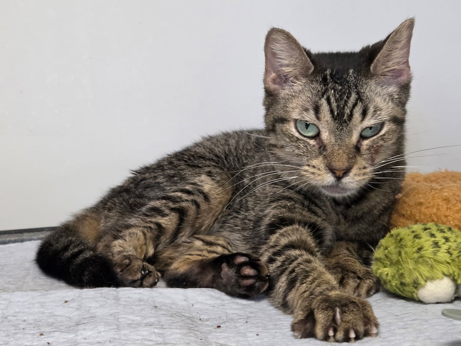 Kellogg - Domestic Short Hair