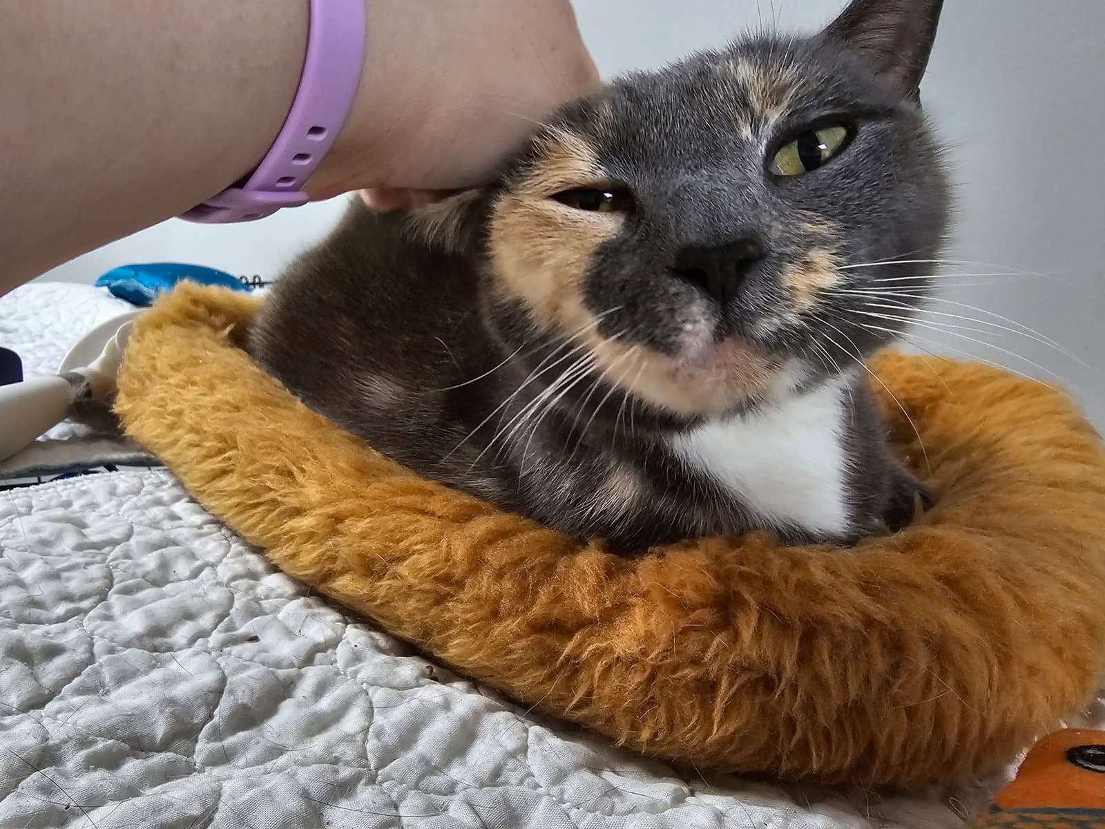 Labubu - Domestic Short Hair