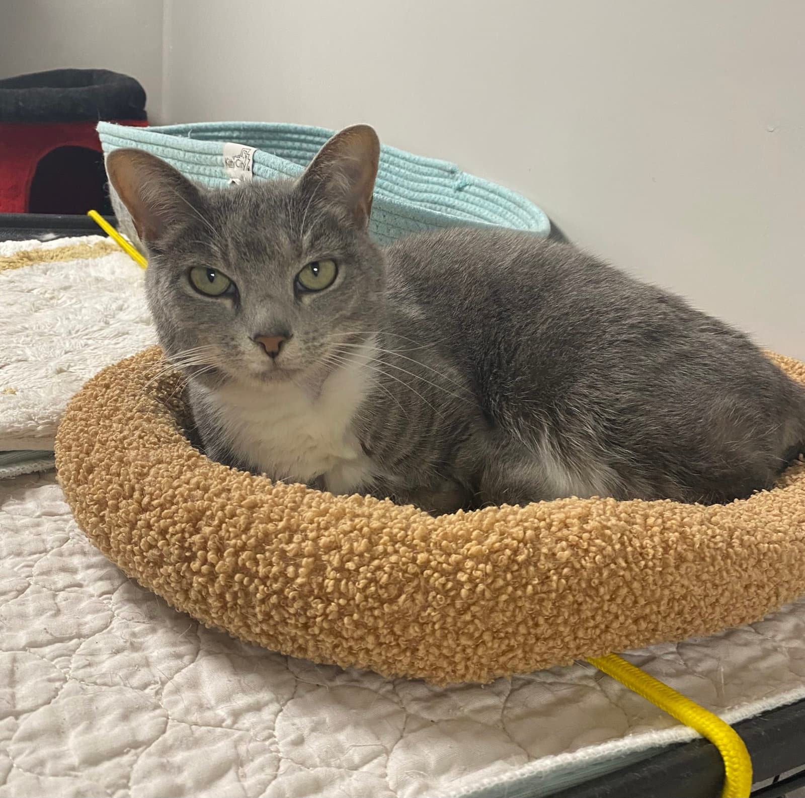 Ollo - Domestic Short Hair