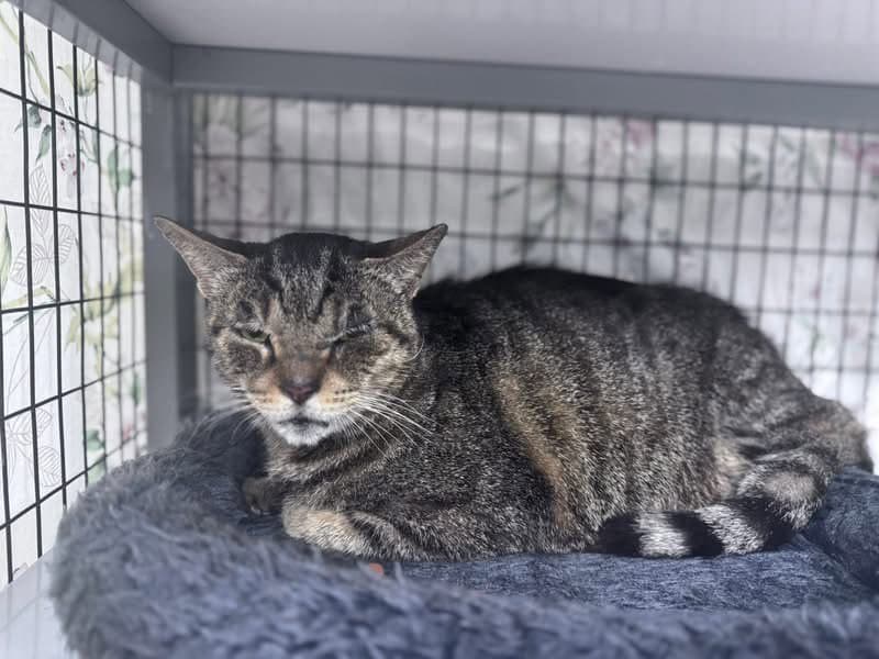 Spruzo - Domestic Short Hair