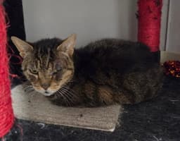 Spruzo image 3