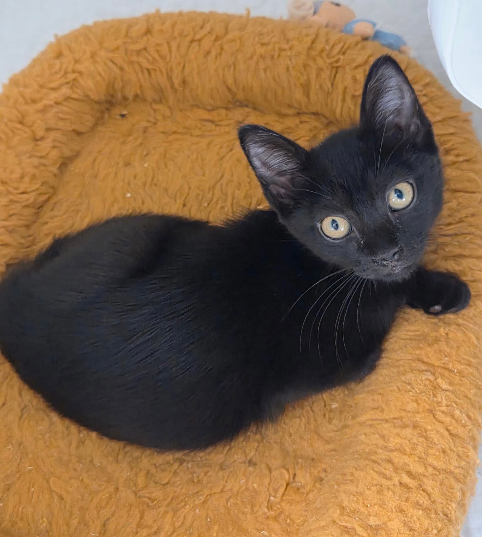 Sesame Street - Domestic Short Hair