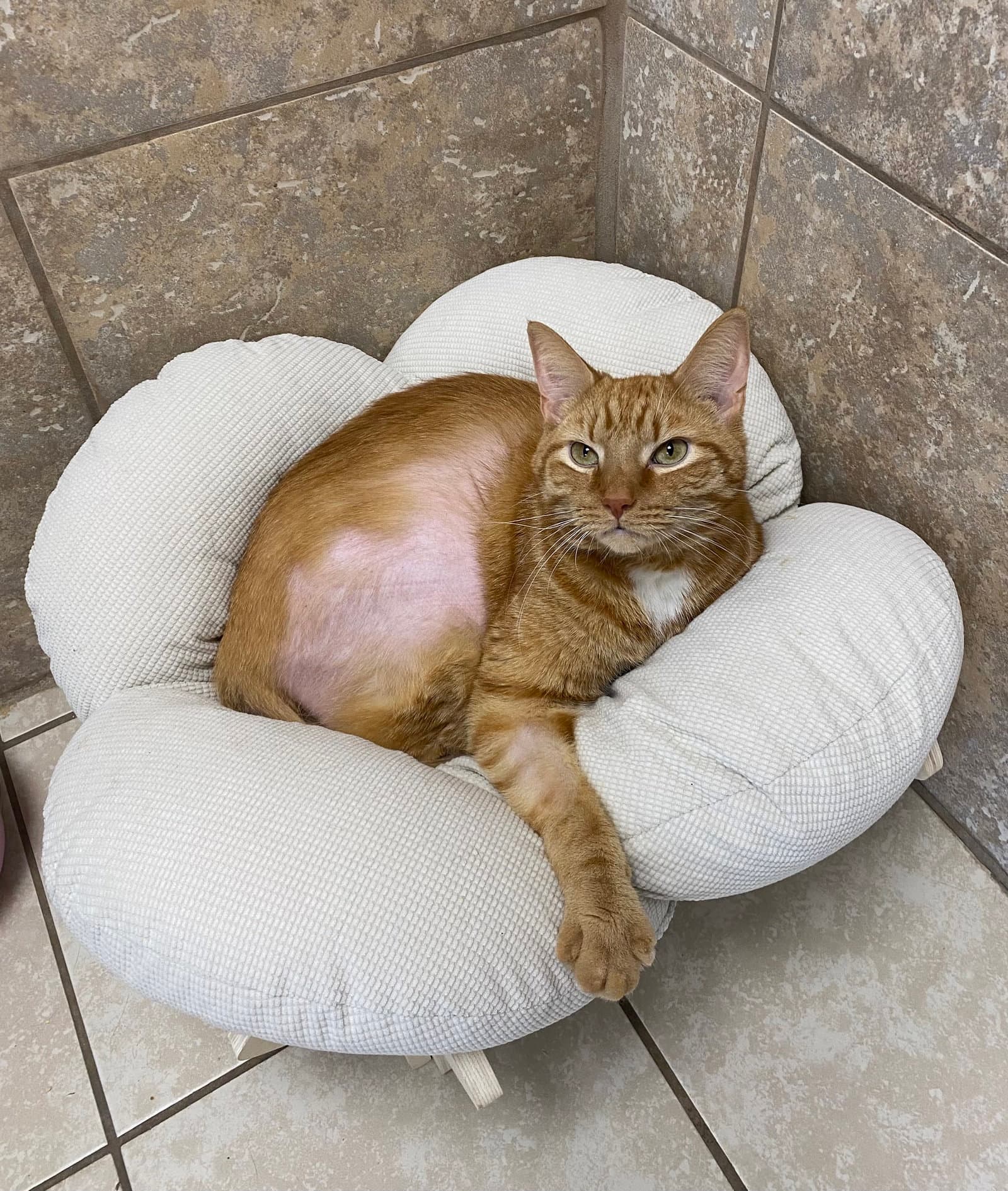 Raffle Ticket - Domestic Short Hair