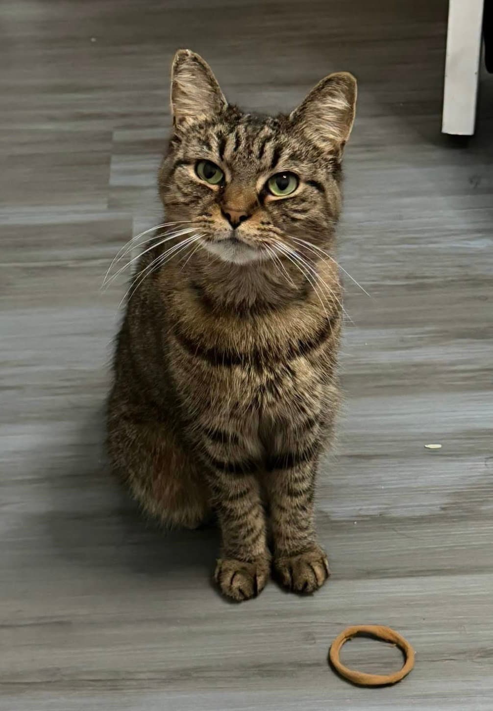 Winner - Domestic Short Hair