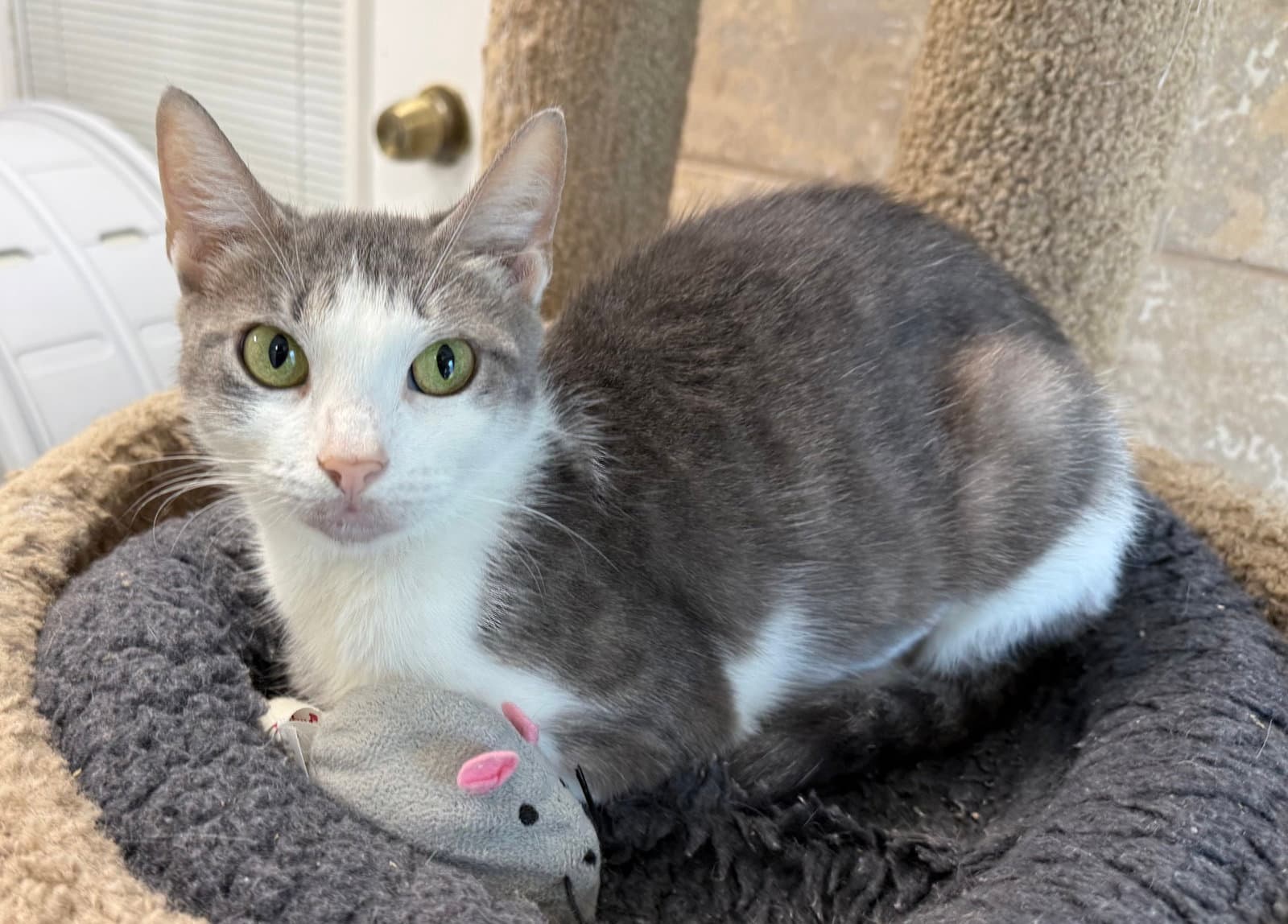 Galanga - Domestic Short Hair