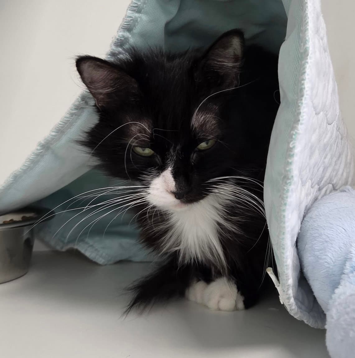 Polka Dot - Domestic Short Hair