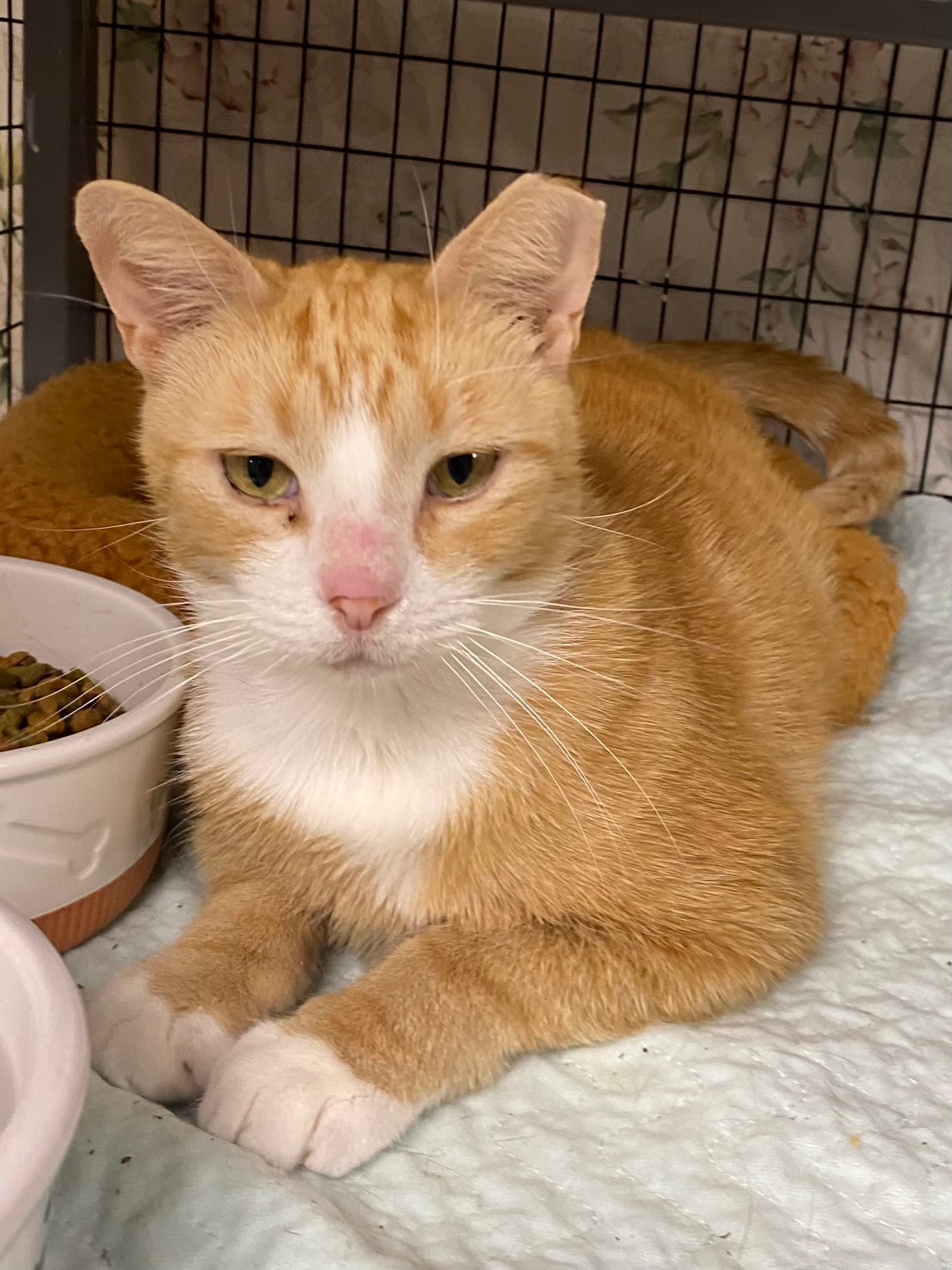 Piggly - Domestic Short Hair