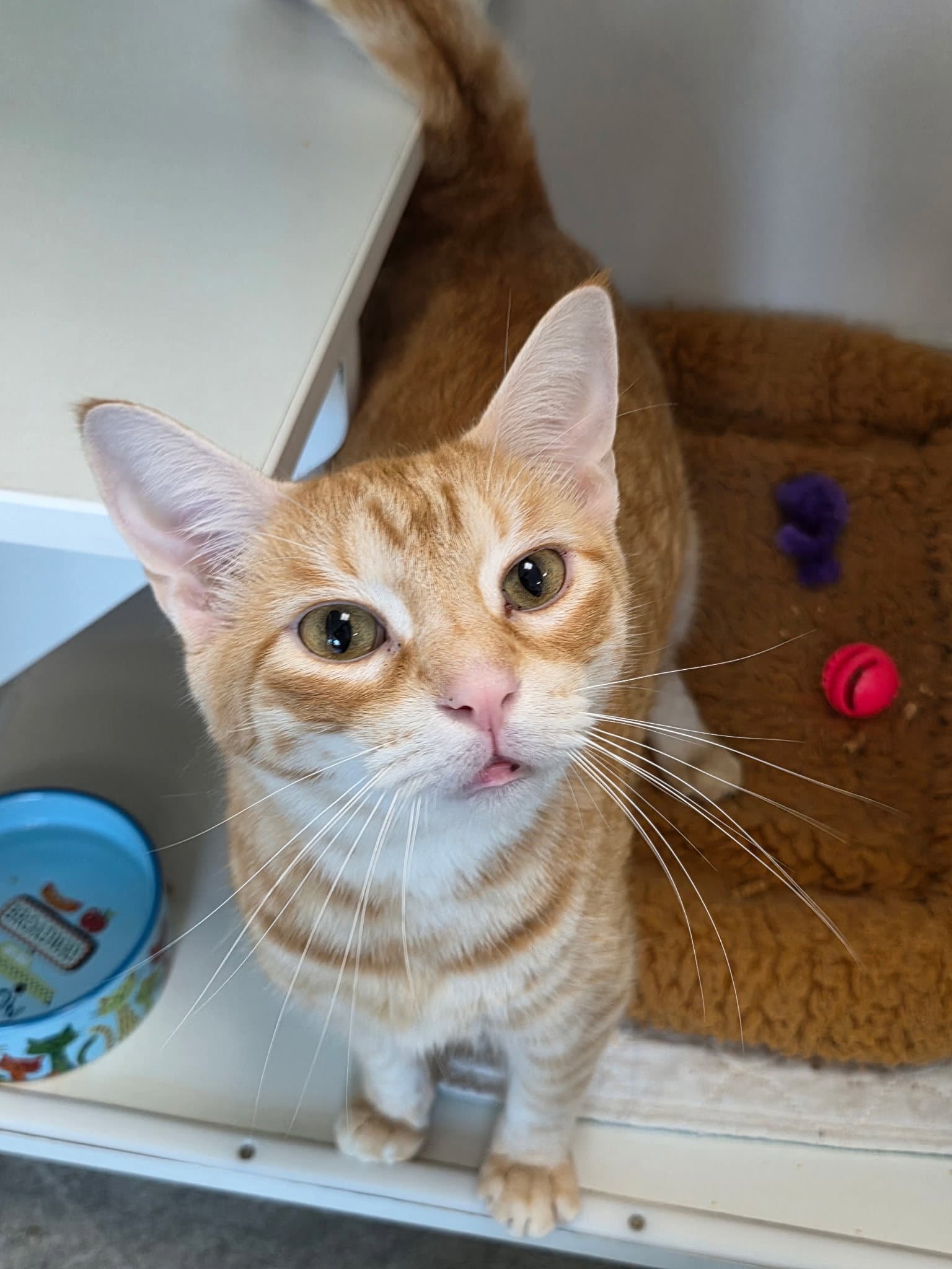 Soy Sauce - Domestic Short Hair