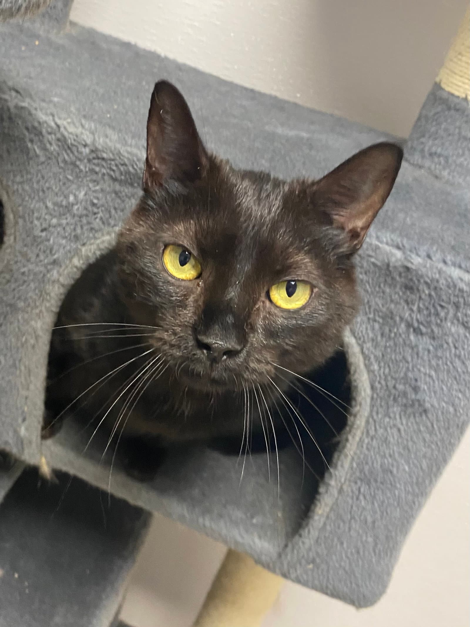 Stryder - Domestic Short Hair