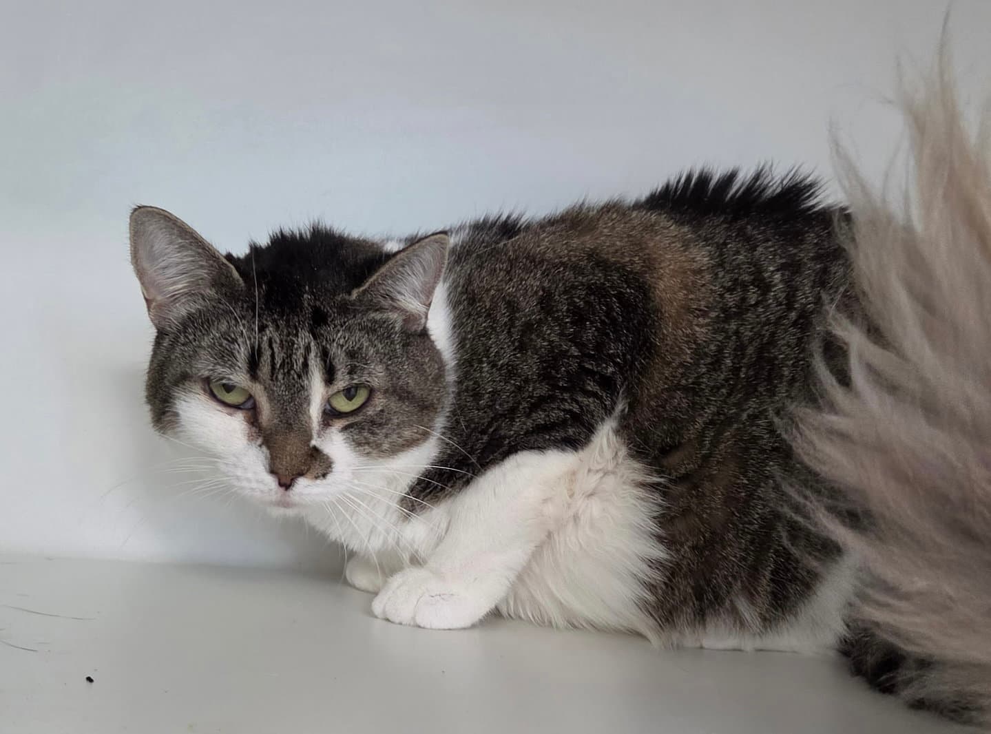 Honey Pot - Domestic Short Hair