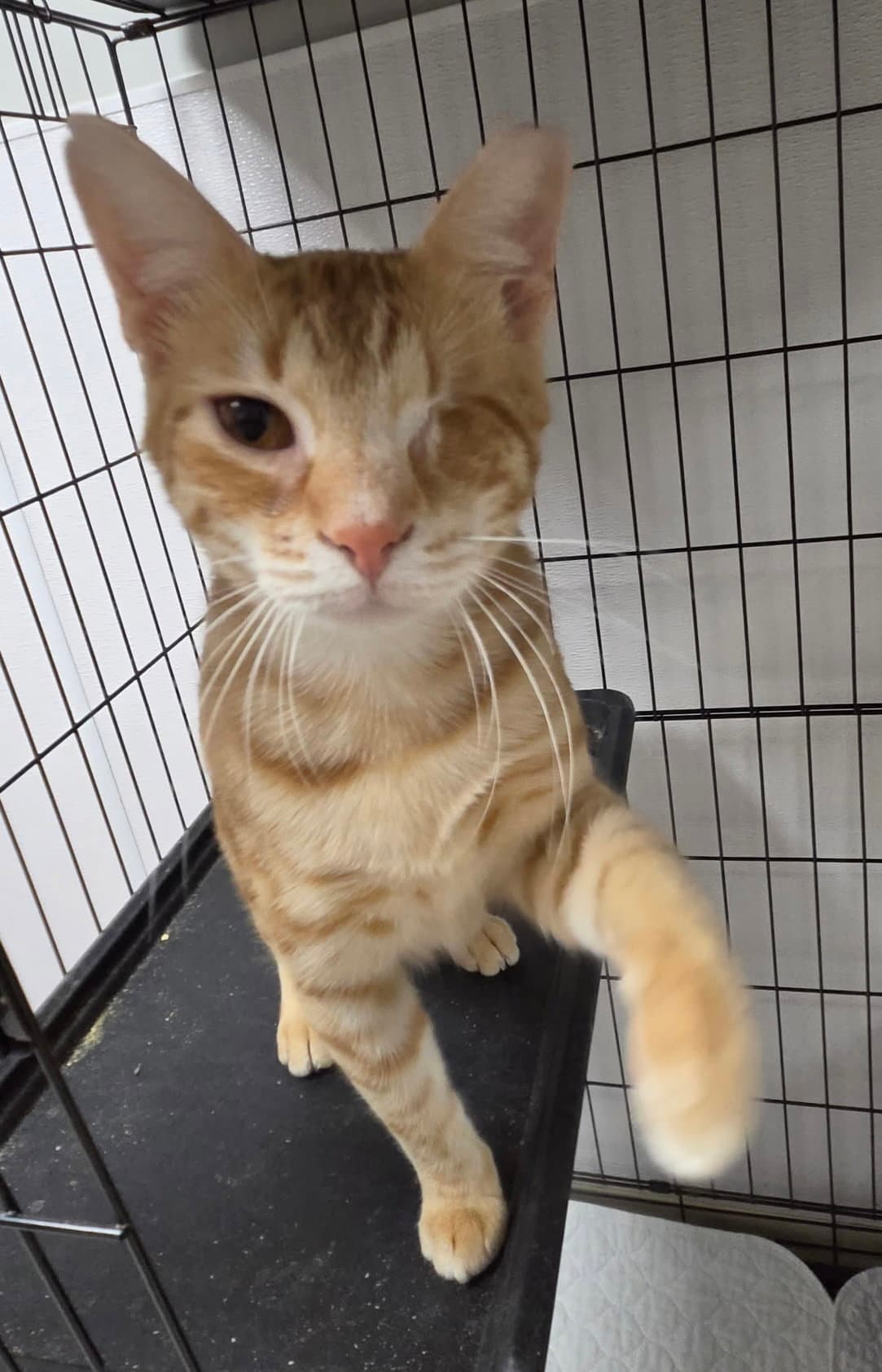 Sausage King - Domestic Short Hair