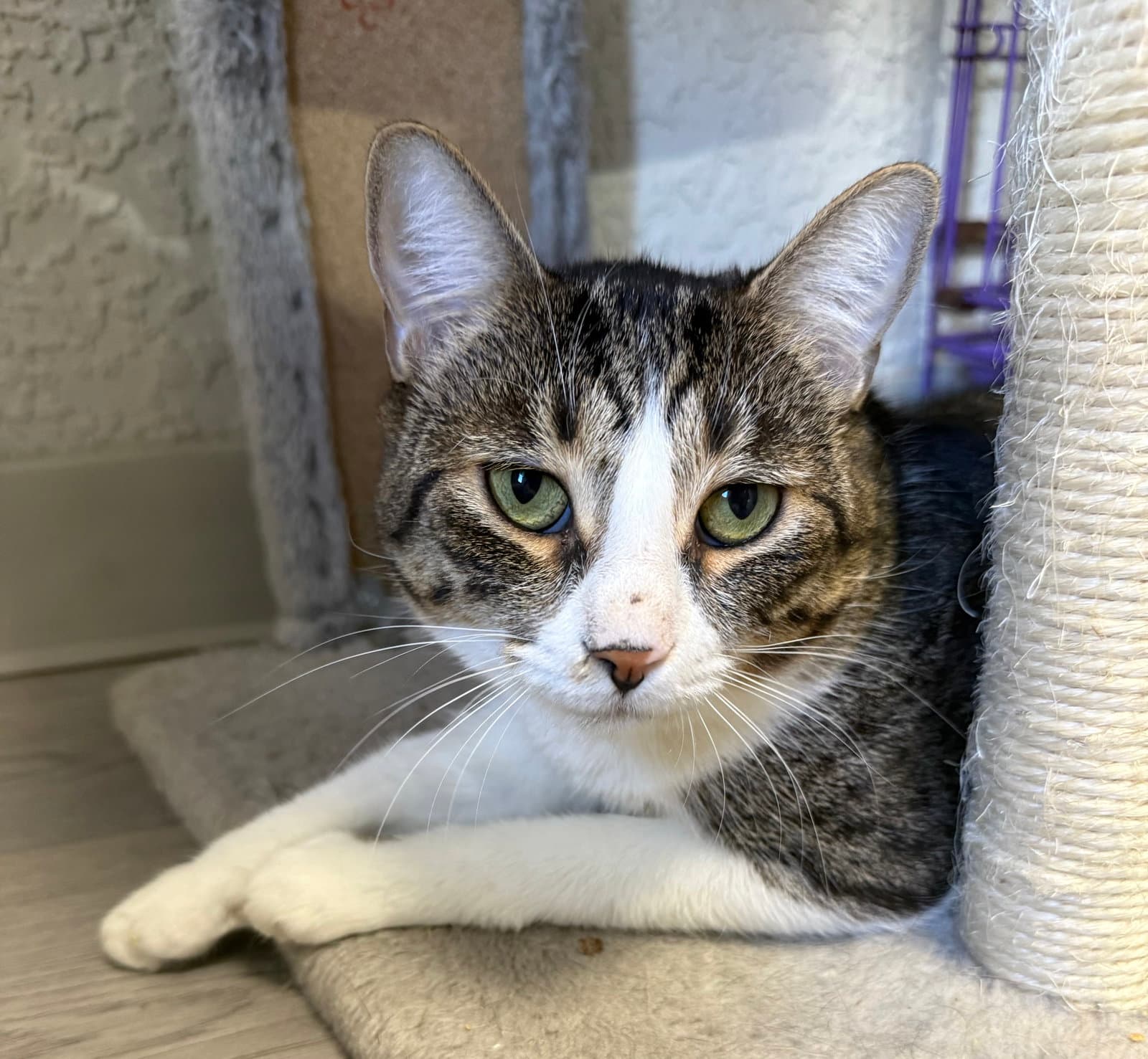 Boing - Domestic Short Hair