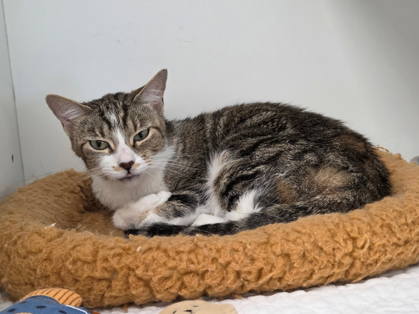 Lubi - Domestic Short Hair