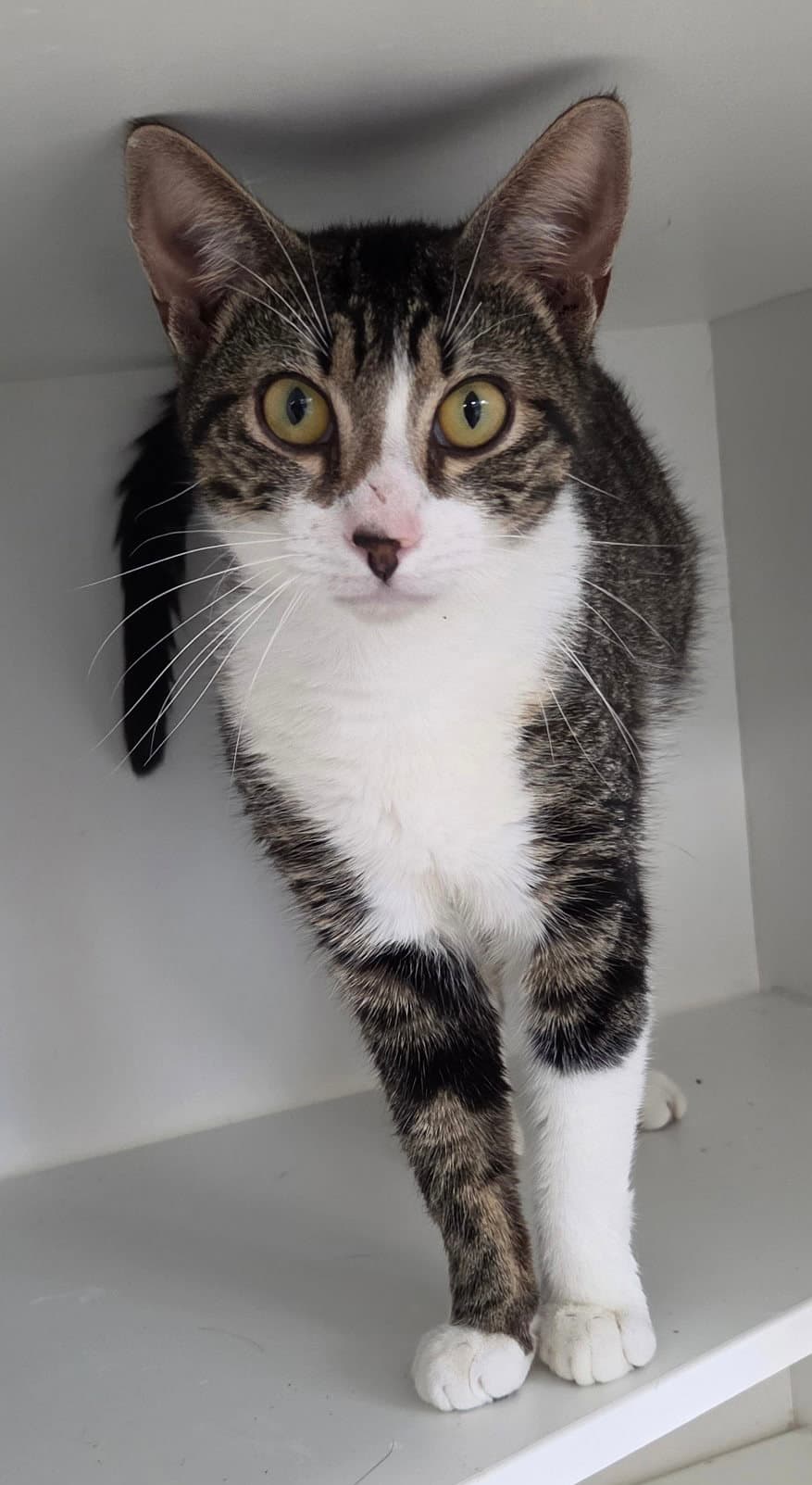 Nova Cain - Domestic Short Hair