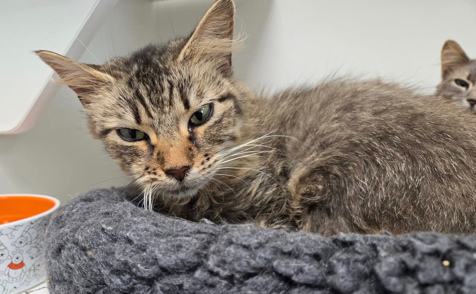 Drusilla - Domestic Short Hair