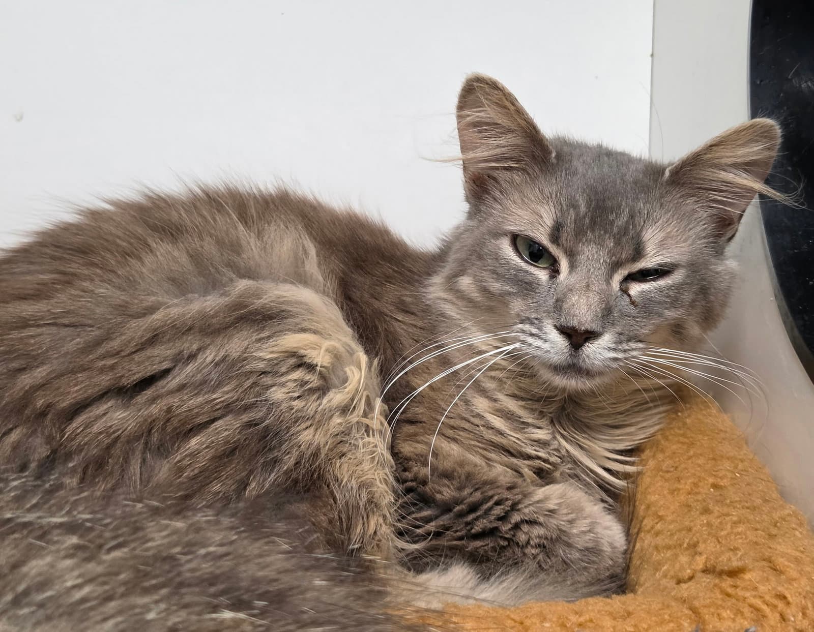 Bella Donna - Domestic Medium Hair