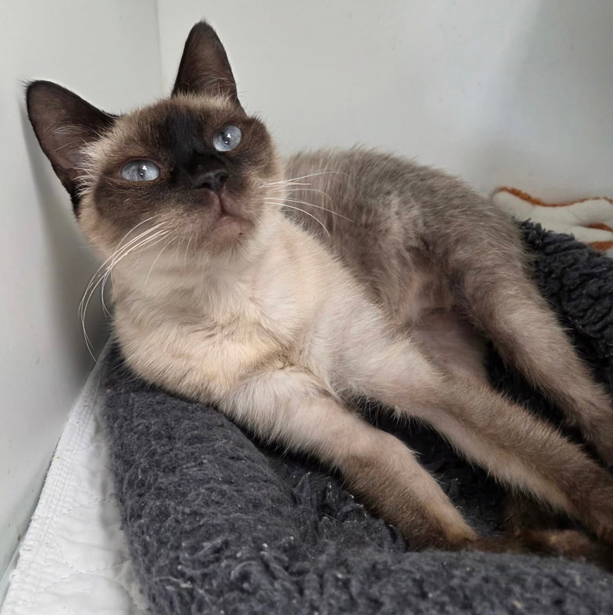 Sartok - Siamese